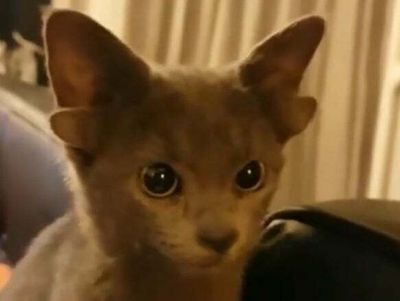 Kitten who was born with four ears goes viral