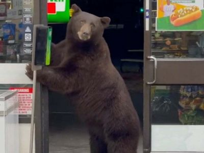 Viral TikTok shows 7-Eleven worker coming face-to-face with a bear in store