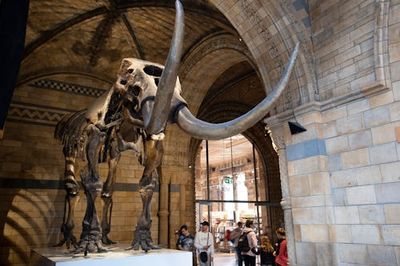 Giant Sloths, Mastodons, and Humans, Oh My! How These 3 Coexisted In The Americas