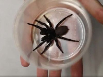 An Australian zoo has been donated a ‘megaspider’ that can pierce human fingernails