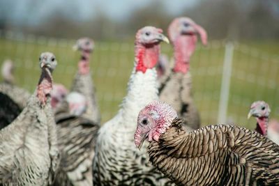 The Rolls-Royce of Thanksgiving turkeys costs up to $300 - here’s why