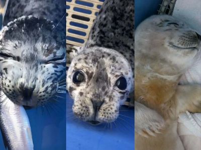 These adorable baby seals that have gone viral on TikTok are the cutest things you’ll see today