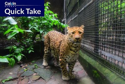 Six Sentenced to Jail Over Zoo Leopard Escape Cover-Up
