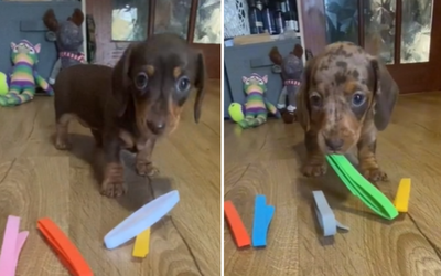 Cute dachshund puppies picking their own collars go viral on TikTok