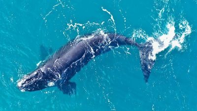 Southern right whale satellite tagging project blows migration assumptions out of water