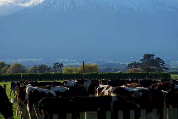Farm emissions pricing plan won't cut emissions