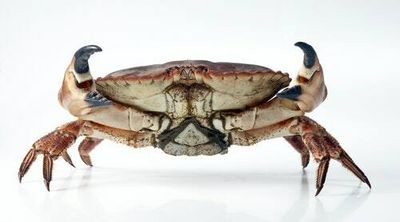 We really shouldn't be boiling shellfish