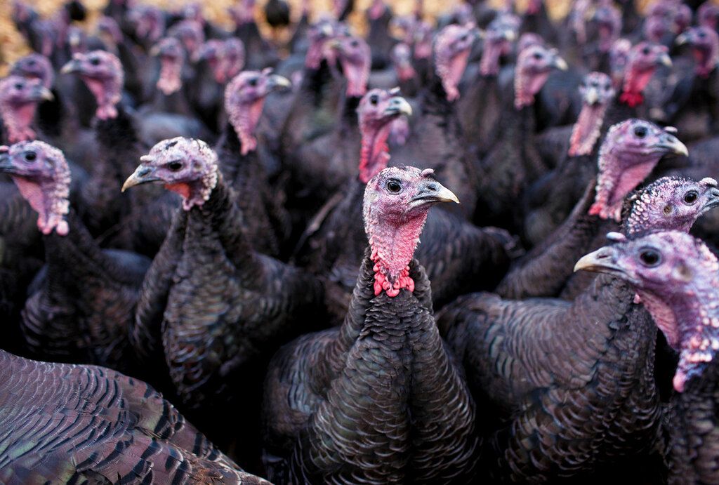 Talking turkey! How the Thanksgiving bird got its name (and then lent it to  film flops)