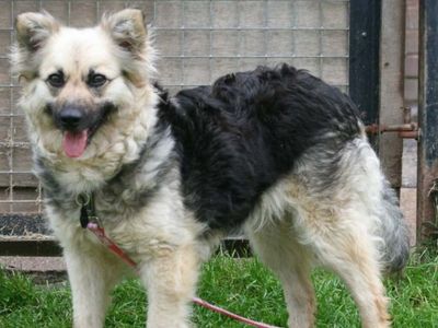 Dog looking for a new home hasn’t had a single viewing since arriving at a shelter 142 days ago