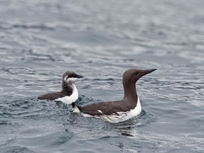 Alaska's Seabirds in Crisis Amid Record Heat