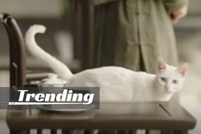 Trending in China: Suspected Poisoning of Cat by Producers of Popular TV Drama Sparks Anger
