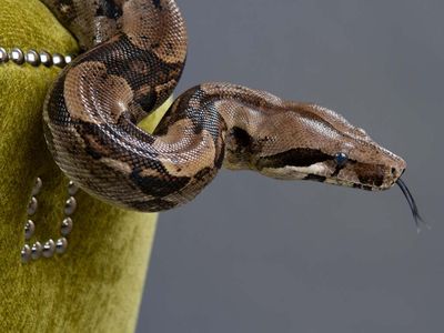 Boa constrictor found hiding in Florida man’s sofa