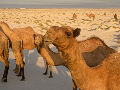 Camel beauty contest in chaos after judges notice they’ve had botox