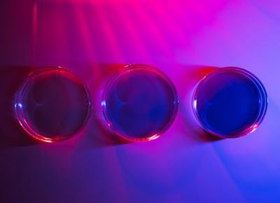Scientists Warn Of the Dangers Of Mirror Bacteria Research