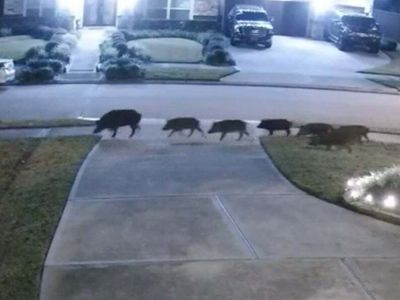 Feral hog sighting in Texas reignites classic Twitter meme