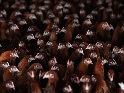 Poultry farmers using more antibiotics linked to resistant food poisoning bugs