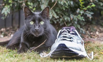 Cat burglar: New Zealand pet steals bong, bag of white powder and lacy underwear