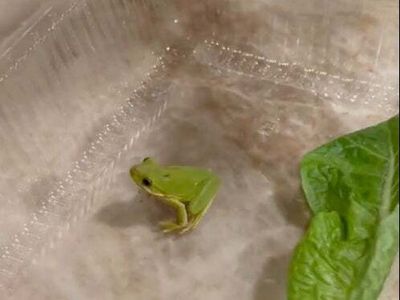 Man who found tiny baby frog in his salad box is giving him baths and snacks