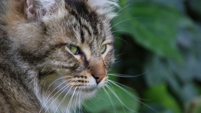 Roaming pet cats on borrowed time, as councils consider curfews to protect native animals