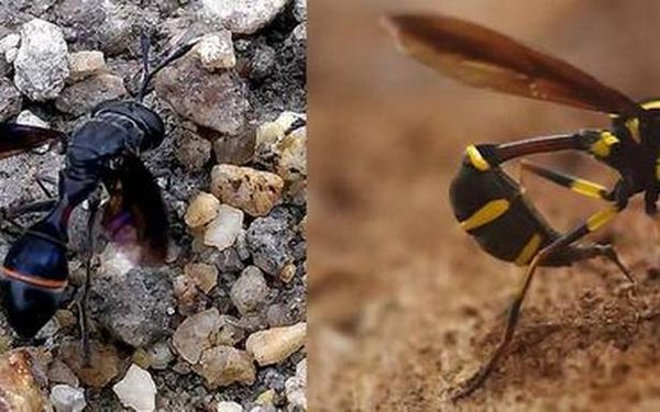 Researchers discover two rare fireflies