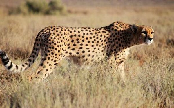 50 Cheetahs to be introduced in India in next 5 years: Environment Minister