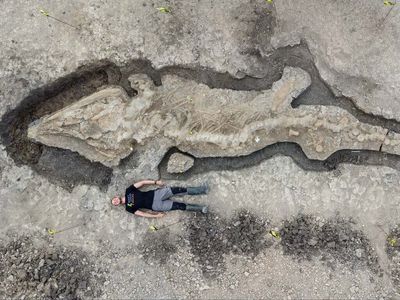 Ten metre ‘sea dragon’ fossil found near Leicester