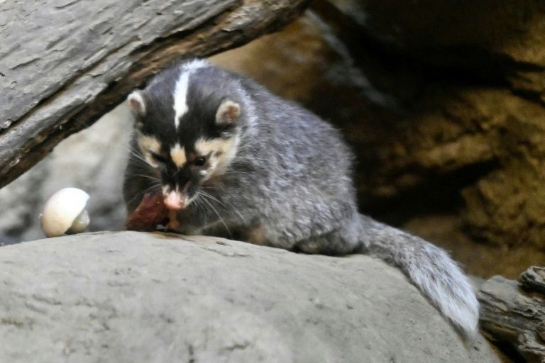 Burrowing Badger Unearths Roman-era Treasure In Spain