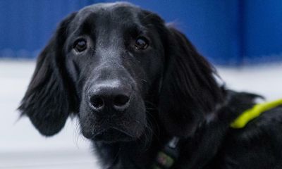 Who’s a clever dog? Scientists study secrets of canine cognition