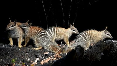 New national park at Dryandra Woodland a win for critically endangered numbat