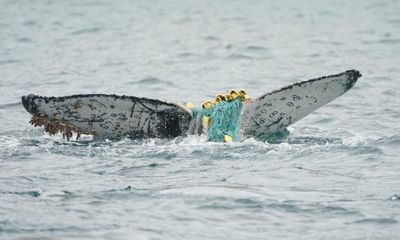 Entangled humpback whale’s sad fate has researchers calling for action on fishing nets