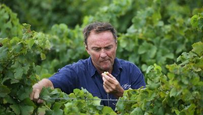 Promising start to '22 Hunter vintage