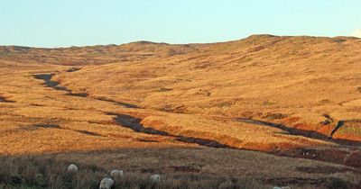 Plans for new 50 hectare forest near Gatehouse of Fleet