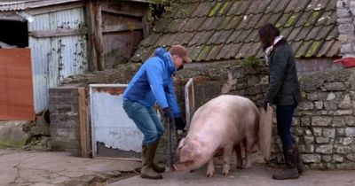 BBC Countryfile: Fans stunned by 'uncomfortable' pig sex scene on Bristol farm