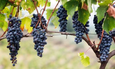 New wines for a new year – and old ones enjoying a renaissance