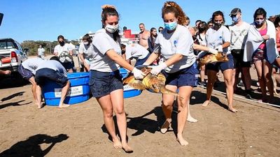 VIDEO: Sea Turtle That Expelled Over 10 Different Types Of Plastic Is Returned To Sea