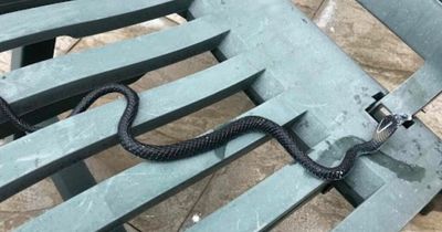 Woman red-faced after calling the police over 'king cobra' in her garden