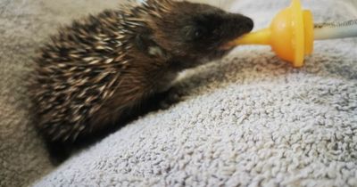 Baby hedgehog saved from teenage thugs who tried to throw him onto Lanarkshire bonfire