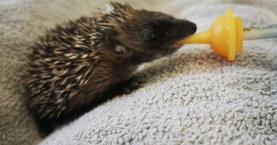 Baby hedgehog saved from vile Scots teens who tried to throw him on bonfire