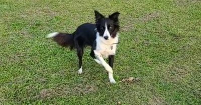 Speedy border collie zooms after beloved ball in hilarious game of fetch
