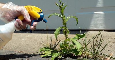 Trial of eco-friendly weedkiller in Cardiff shows mixed results