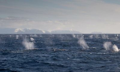 Seeing 1,000 glorious fin whales back from near extinction is a rare glimmer of hope