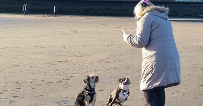 Fishermen fear toxic chemicals in the sea may be the reason dogs are getting ill after beach walks