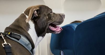 Rules you need to know before travelling abroad with your pet