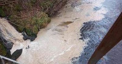 Dog warning over East Lothian river pollution after swans required treatment