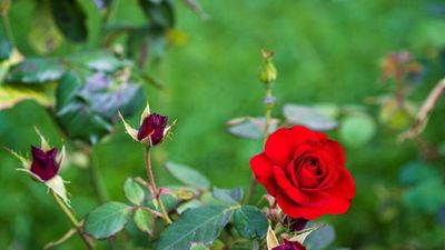 How George Orwell's love of roses can help you lead a happier life