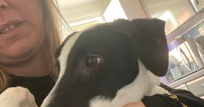 Fears mystery dog virus is spreading from beaches as woman's dog 'lifeless' after Leeds canal walk