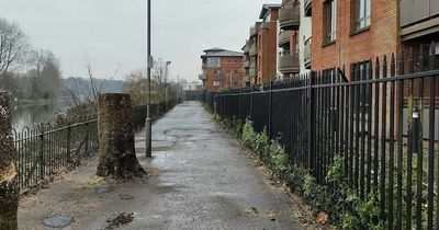 Stranmillis tree felling sparks call for pause on Belfast flood scheme