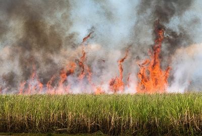 Why do we burn sugarcane fields?