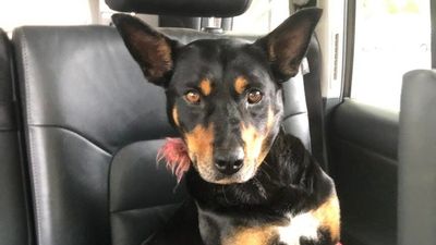Cassie the kelpie miraculously survives three-hour trip in truck engine bay