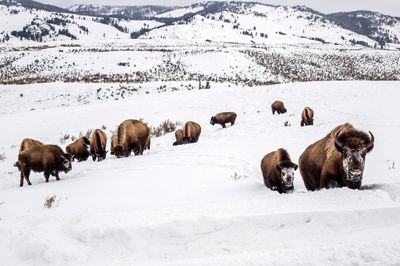 Yellowstone bison species decision questioned by US judge